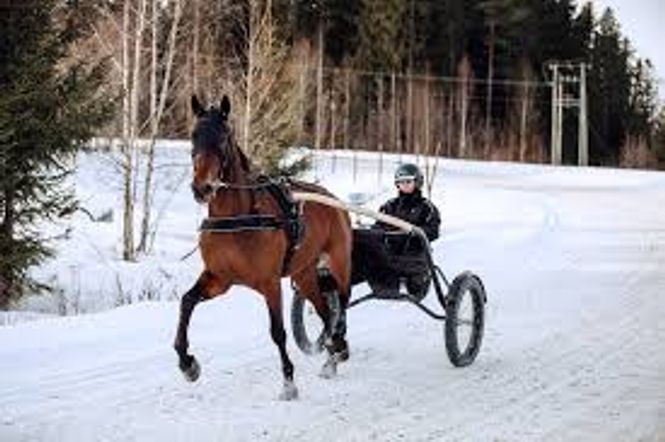 Hovedbilde Treningsbryst syntetisk 