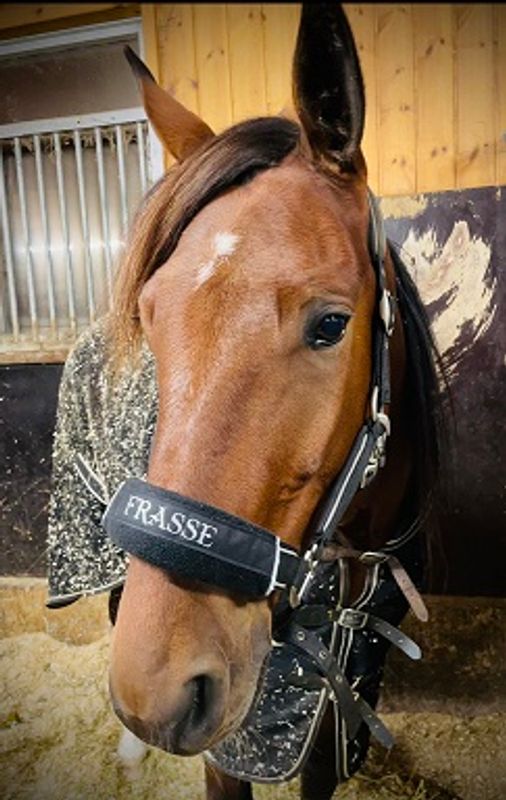 Nesebeskytter